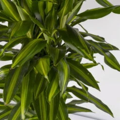 Duftender Drachenbaum 'Hawaiian Sunshine', Topf-Ø 27 Cm, H: Ca. 100 Cm 11 Duftender Drachenbaum 'Hawaiian Sunshine', Topf-Ø 27 Cm, H: Ca. 100 Cm -LECHUZA || Elho Verkaufsgeschäft 0221500025 Dracaena fr Hawaiian Sunshine 27cm 4