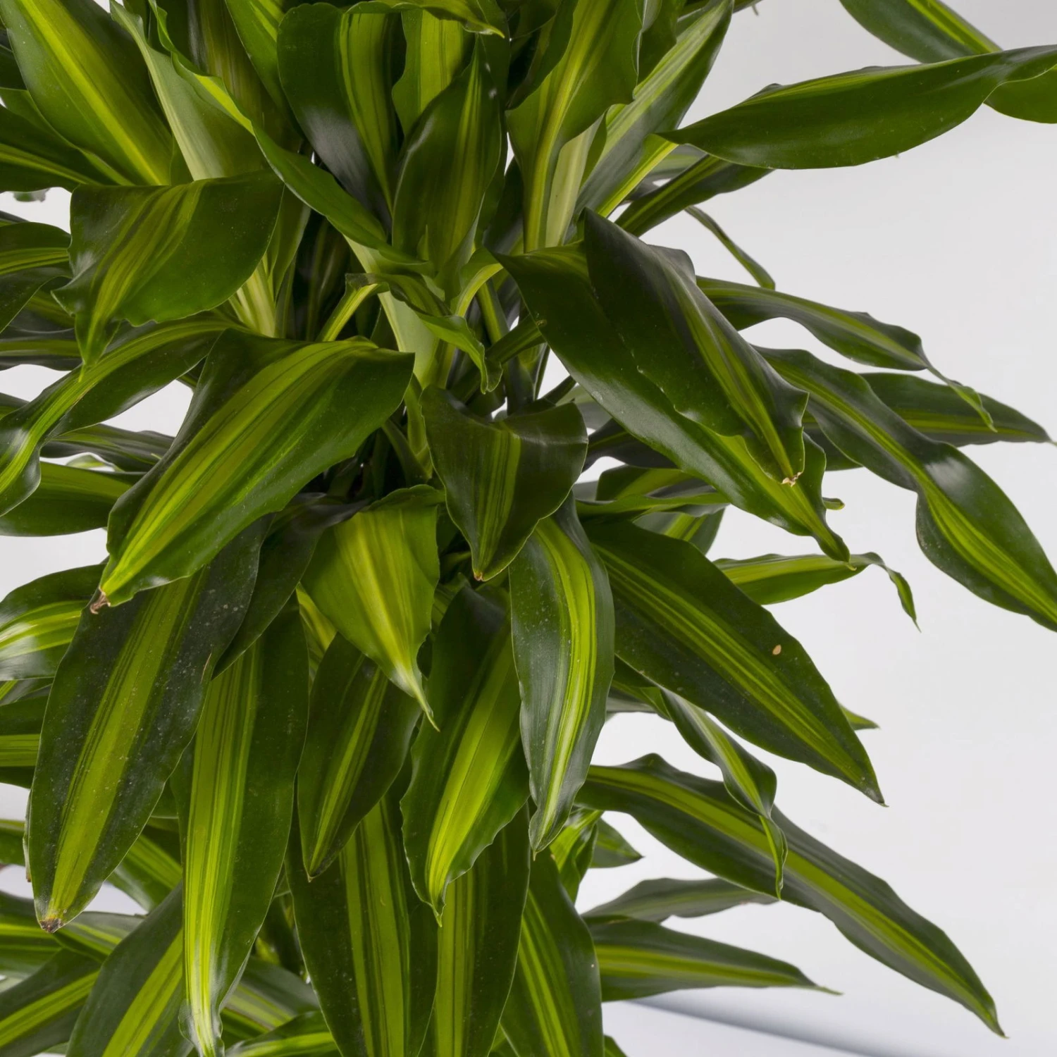 Duftender Drachenbaum 'Hawaiian Sunshine', Topf-Ø 27 Cm, H: Ca. 100 Cm 6 Duftender Drachenbaum 'Hawaiian Sunshine', Topf-Ø 27 Cm, H: Ca. 100 Cm – Bild 4