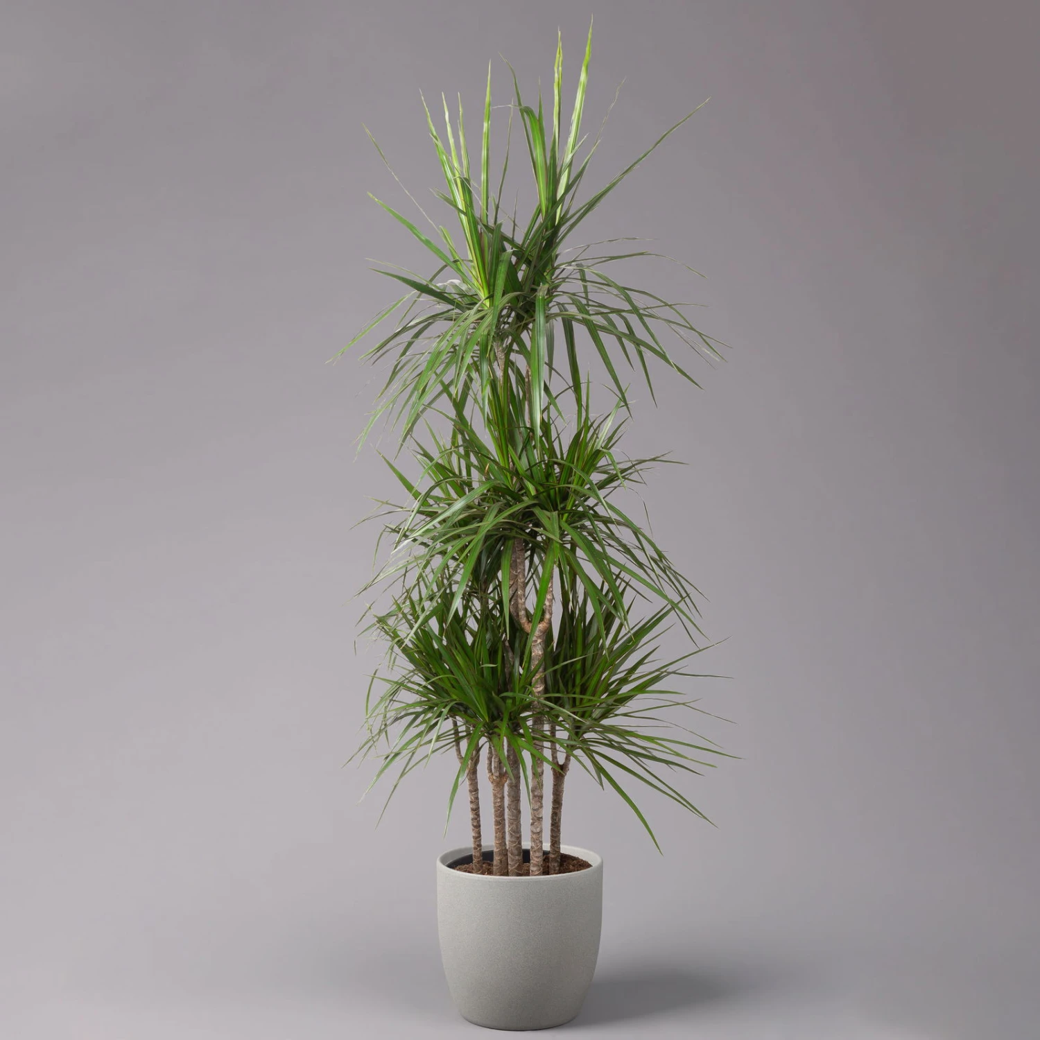 Gerandeter Drachenbaum, Topf-Ø 32 Cm, Höhe Ca. 150 Cm 3 Gerandeter Drachenbaum, Topf-Ø 32 Cm, Höhe Ca. 150 Cm