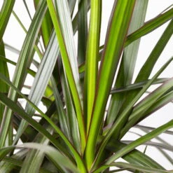 Gerandeter Drachenbaum, Topf-Ø 32 Cm, Höhe Ca. 150 Cm 11 Gerandeter Drachenbaum, Topf-Ø 32 Cm, Höhe Ca. 150 Cm -LECHUZA || Elho Verkaufsgeschäft 0221500026 Dracaena marginata 90 Carousell 31cm 4