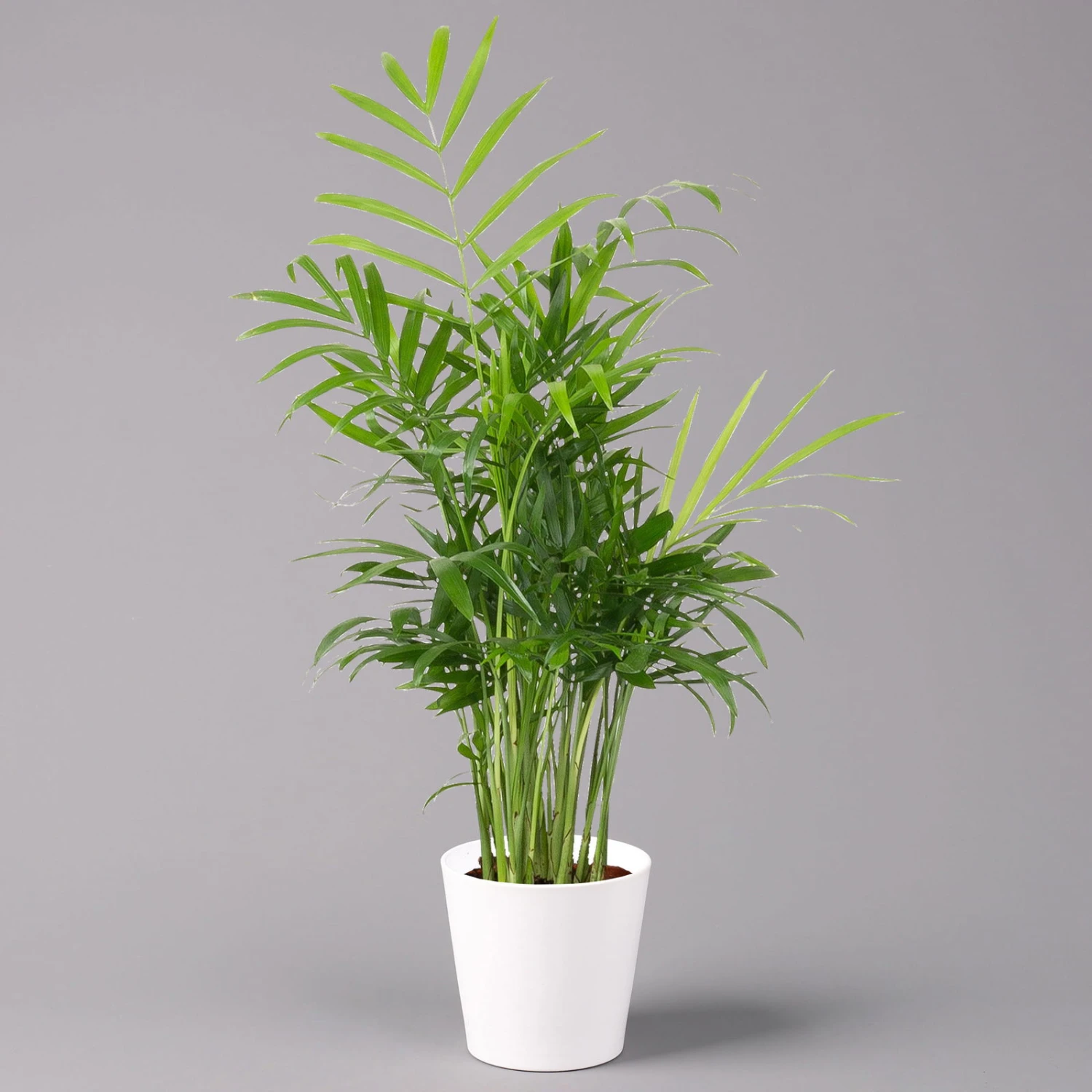 Bergpalme Mit Keramiktopf Dallas Weiß, Topf-Ø 12 Cm, Höhe Ca. 30 Cm, 3er-Set 4 Bergpalme Mit Keramiktopf Dallas Weiß, Topf-Ø 12 Cm, Höhe Ca. 30 Cm, 3er-Set – Bild 2
