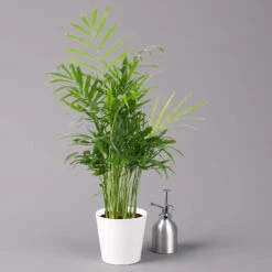 Bergpalme Mit Keramiktopf Dallas Weiß, Topf-Ø 12 Cm, Höhe Ca. 30 Cm, 3er-Set 13 Bergpalme Mit Keramiktopf Dallas Weiß, Topf-Ø 12 Cm, Höhe Ca. 30 Cm, 3er-Set -LECHUZA || Elho Verkaufsgeschäft 0222100020 Chamaedorea elegans Dallas weiss 3