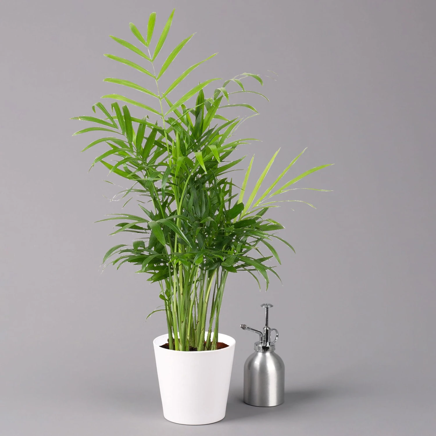 Bergpalme Mit Keramiktopf Dallas Weiß, Topf-Ø 12 Cm, Höhe Ca. 30 Cm, 3er-Set 6 Bergpalme Mit Keramiktopf Dallas Weiß, Topf-Ø 12 Cm, Höhe Ca. 30 Cm, 3er-Set – Bild 4