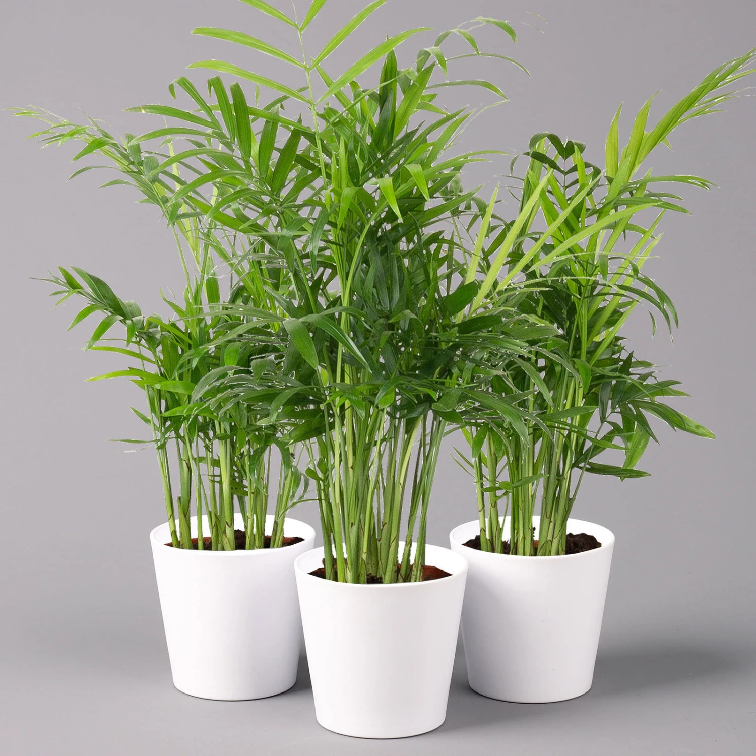 Bergpalme Mit Keramiktopf Dallas Weiß, Topf-Ø 12 Cm, Höhe Ca. 30 Cm, 3er-Set 3 Bergpalme Mit Keramiktopf Dallas Weiß, Topf-Ø 12 Cm, Höhe Ca. 30 Cm, 3er-Set