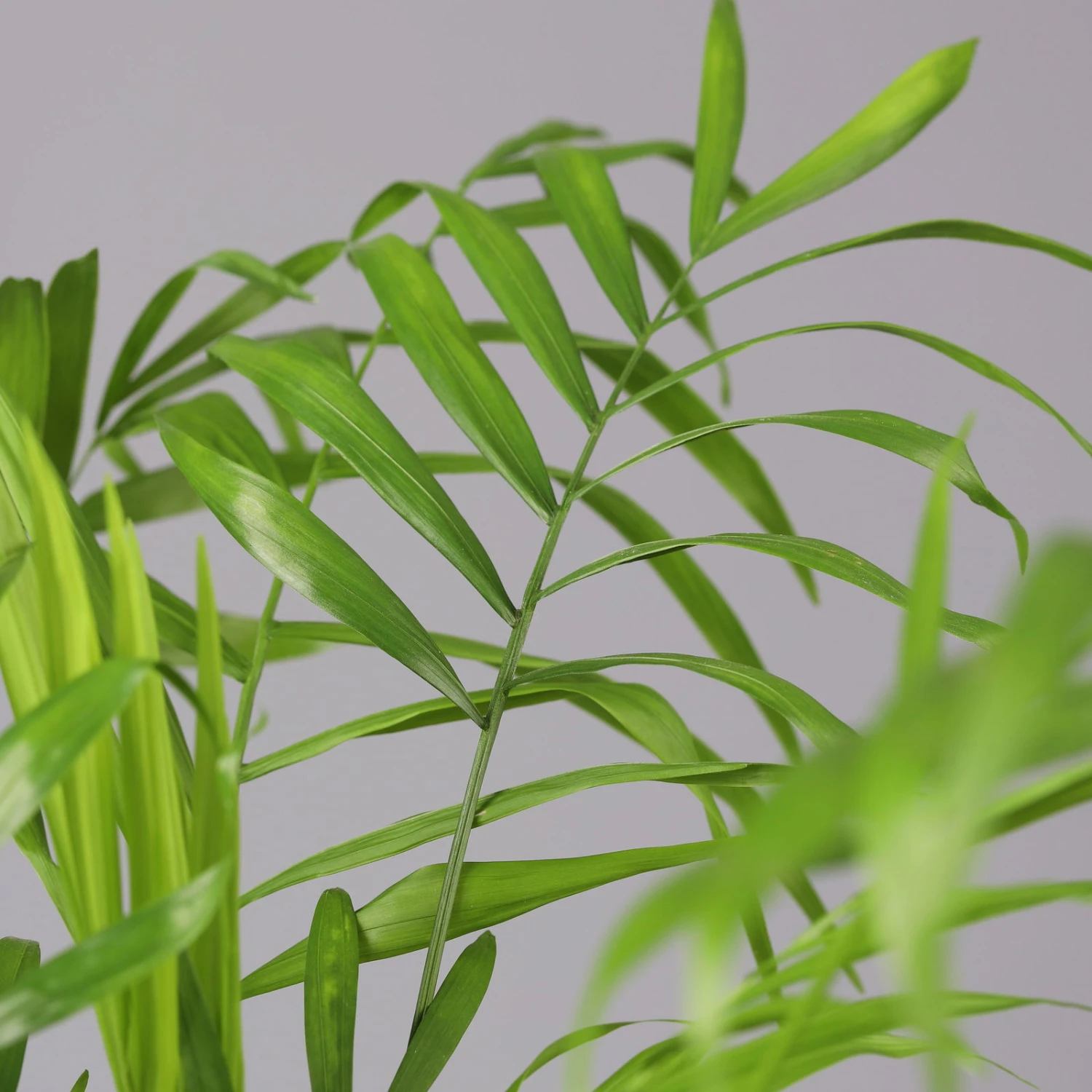 Bergpalme Mit Keramiktopf Dallas Weiß, Topf-Ø 12 Cm, Höhe Ca. 30 Cm, 3er-Set 7 Bergpalme Mit Keramiktopf Dallas Weiß, Topf-Ø 12 Cm, Höhe Ca. 30 Cm, 3er-Set – Bild 5