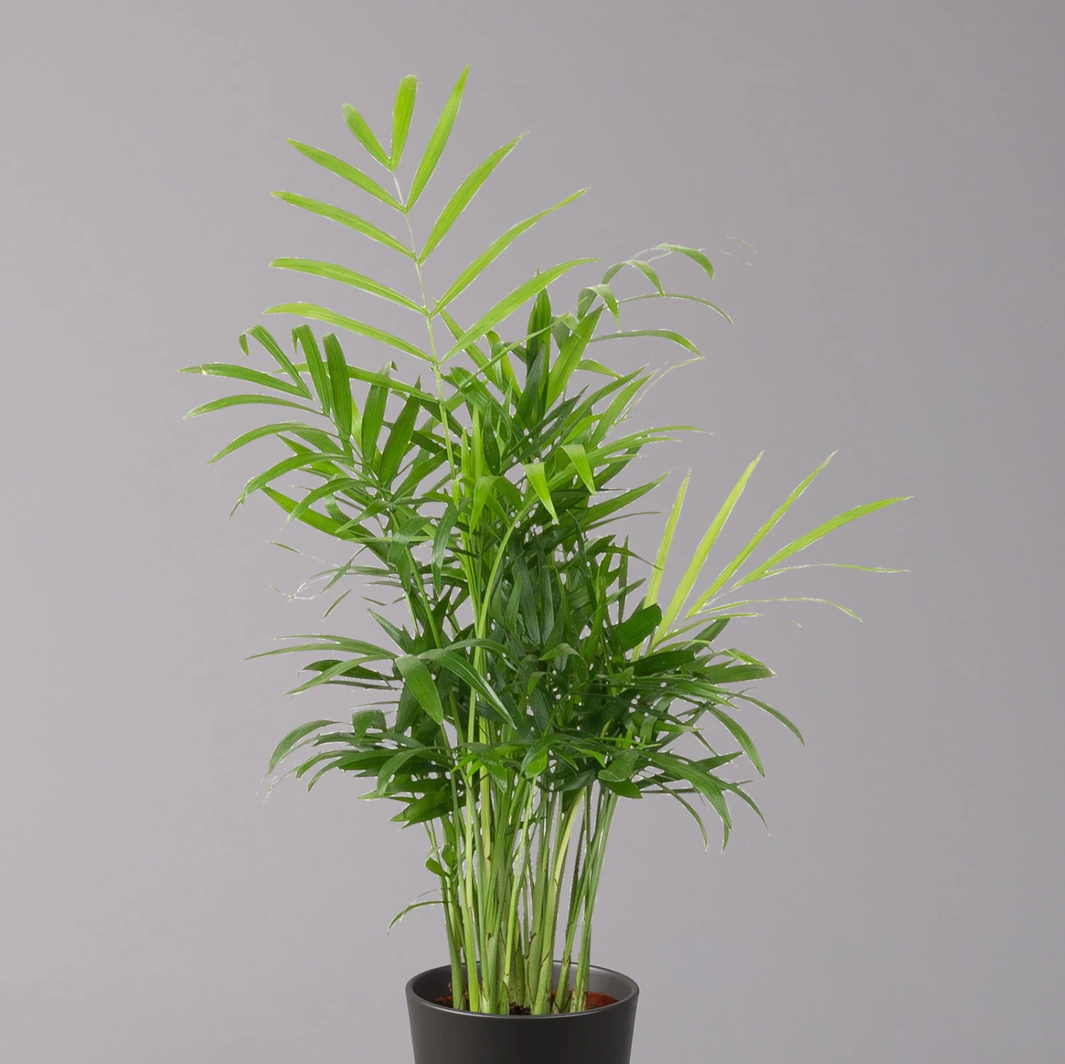 Bergpalme Mit Keramiktopf Anthrazit, Topf-Ø 12 Cm, Höhe Ca. 30 Cm, 2er-Set 5 Bergpalme Mit Keramiktopf Anthrazit, Topf-Ø 12 Cm, Höhe Ca. 30 Cm, 2er-Set – Bild 3