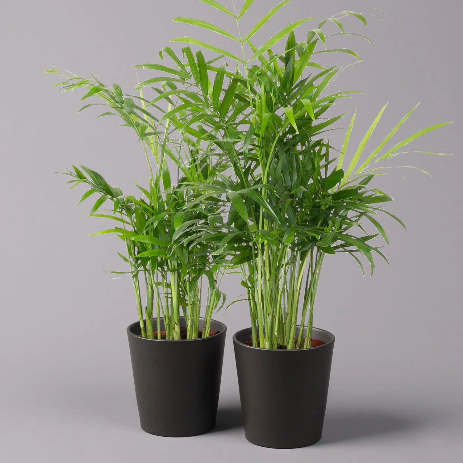 Bergpalme Mit Keramiktopf Anthrazit, Topf-Ø 12 Cm, Höhe Ca. 30 Cm, 2er-Set 3 Bergpalme Mit Keramiktopf Anthrazit, Topf-Ø 12 Cm, Höhe Ca. 30 Cm, 2er-Set