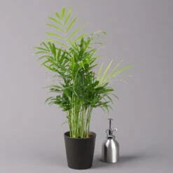 Bergpalme Mit Keramiktopf Anthrazit, Topf-Ø 12 Cm, Höhe Ca. 30 Cm, 2er-Set 13 Bergpalme Mit Keramiktopf Anthrazit, Topf-Ø 12 Cm, Höhe Ca. 30 Cm, 2er-Set -LECHUZA || Elho Verkaufsgeschäft 0222100030 Chamaedorea eleg Dallas anthrazit 3