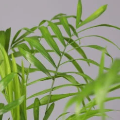 Bergpalme Mit Keramiktopf Anthrazit, Topf-Ø 12 Cm, Höhe Ca. 30 Cm, 2er-Set 14 Bergpalme Mit Keramiktopf Anthrazit, Topf-Ø 12 Cm, Höhe Ca. 30 Cm, 2er-Set -LECHUZA || Elho Verkaufsgeschäft 0222100030 Chamaedorea eleg Dallas anthrazit 4