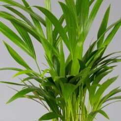 Goldfruchtpalme In Übertopf Vibes Gelb, Topf-Ø 13 Cm, Höhe Ca. 20-30 Cm, 2er-Set -LECHUZA || Elho Verkaufsgeschäft 0222200053 0222200054 0222200055 0222200056 Dypsis lutescens 124873