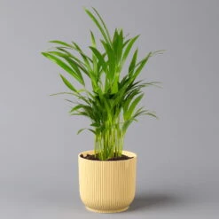 Goldfruchtpalme In Übertopf Vibes Gelb, Topf-Ø 13 Cm, Höhe Ca. 20-30 Cm, 2er-Set -LECHUZA || Elho Verkaufsgeschäft 0222200056 Dypsis lutescens in uebertopf gelb 2er Set Elho Vibes 1 124879