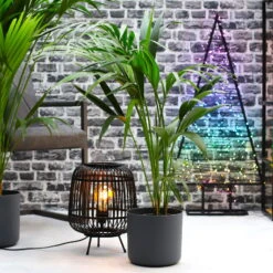 Kentiapalme, Topf-Ø 18-20 Cm, Höhe Ca. 80-110 Cm