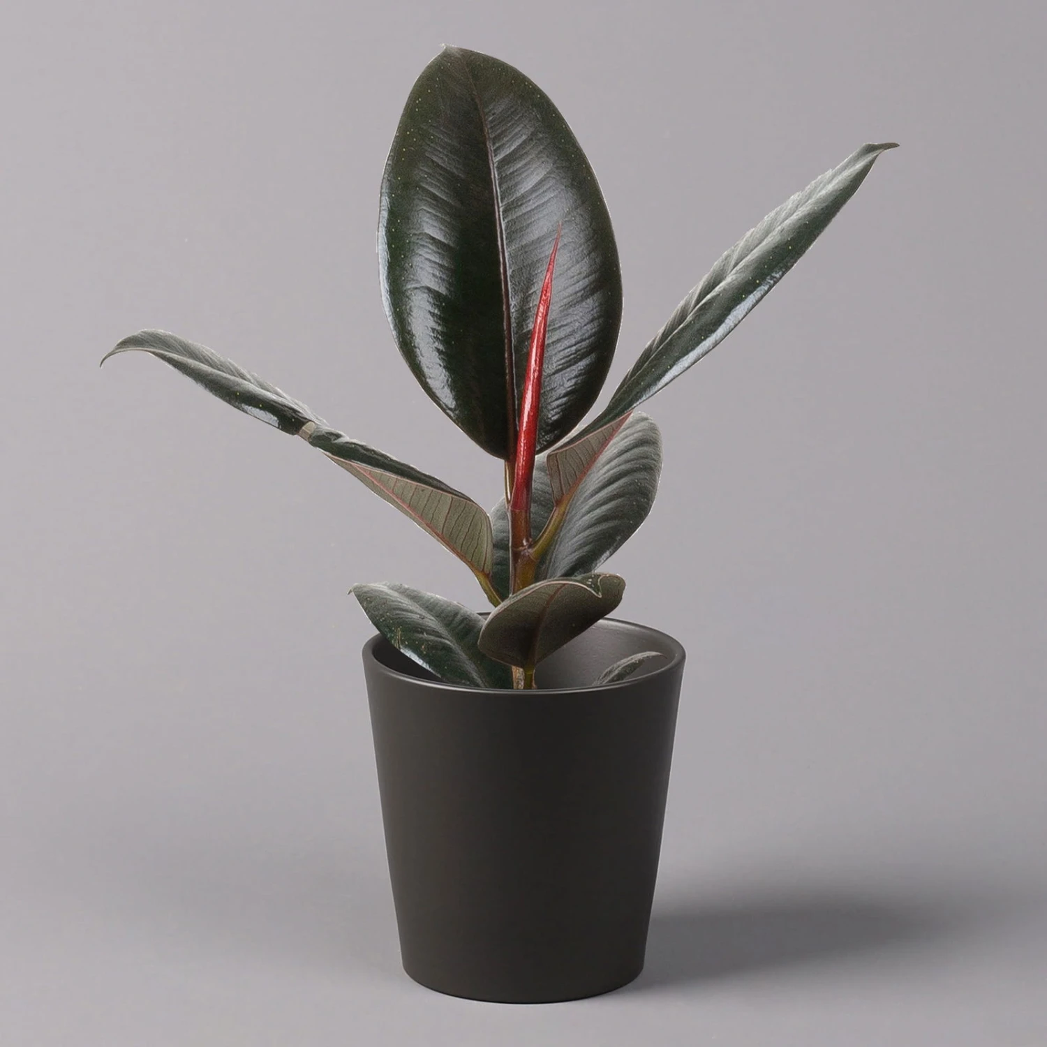 Gummibaum 'Robusta' In Topf Anthrazit, Topf-Ø 12 Cm, Höhe Ca. 40-45cm, 3er-Set 4 Gummibaum 'Robusta' In Topf Anthrazit, Topf-Ø 12 Cm, Höhe Ca. 40-45cm, 3er-Set – Bild 2