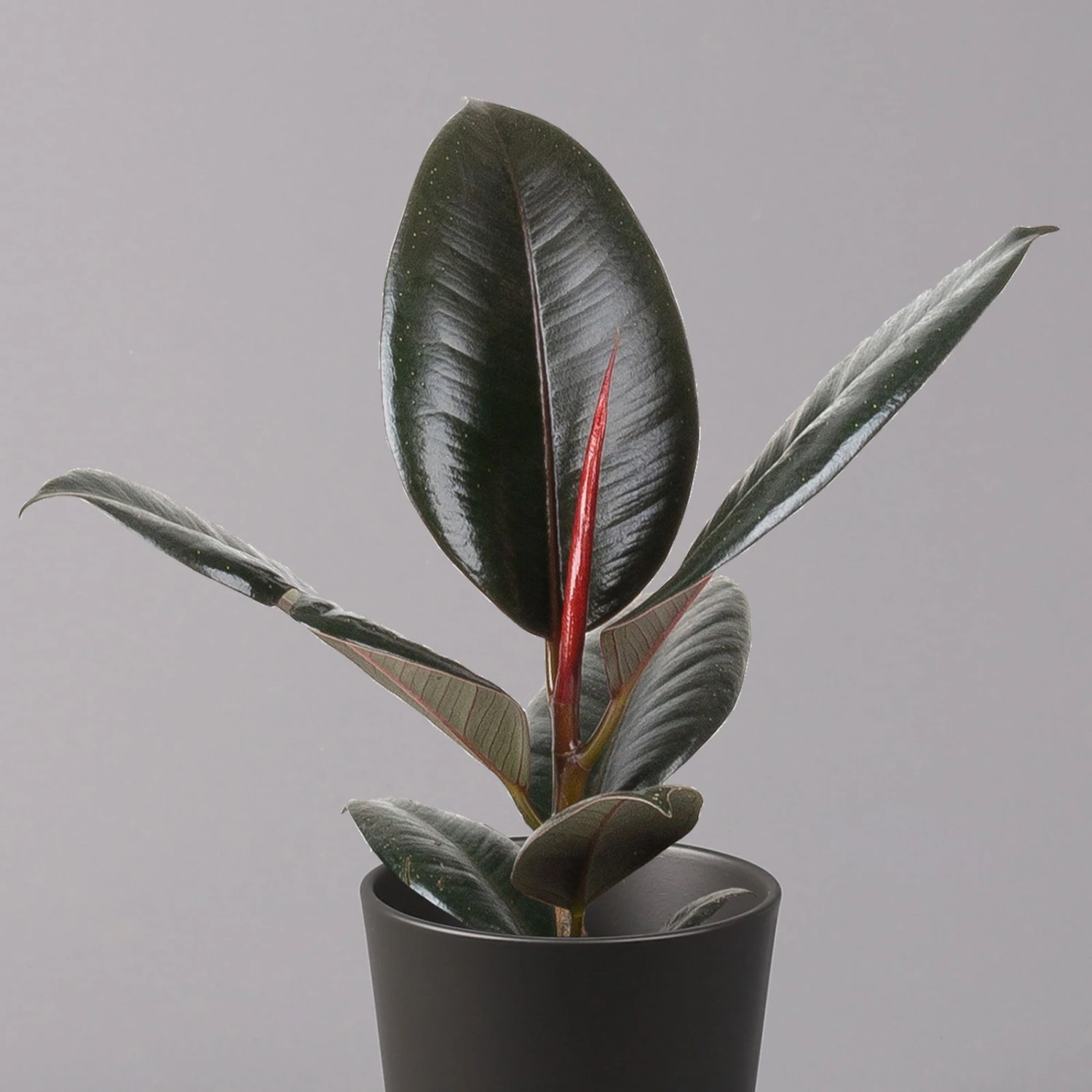 Gummibaum 'Robusta' In Topf Anthrazit, Topf-Ø 12 Cm, Höhe Ca. 40-45cm, 3er-Set 5 Gummibaum 'Robusta' In Topf Anthrazit, Topf-Ø 12 Cm, Höhe Ca. 40-45cm, 3er-Set – Bild 3