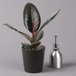 Gummibaum 'Robusta' In Topf Anthrazit, Topf-Ø 12 Cm, Höhe Ca. 40-45cm, 3er-Set 12 Gummibaum 'Robusta' In Topf Anthrazit, Topf-Ø 12 Cm, Höhe Ca. 40-45cm, 3er-Set -LECHUZA || Elho Verkaufsgeschäft 0223200061 Ficus el Robusta Dallas anthrazit 3er Set 32