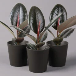 Gummibaum 'Robusta' In Topf Anthrazit, Topf-Ø 12 Cm, Höhe Ca. 40-45cm, 3er-Set