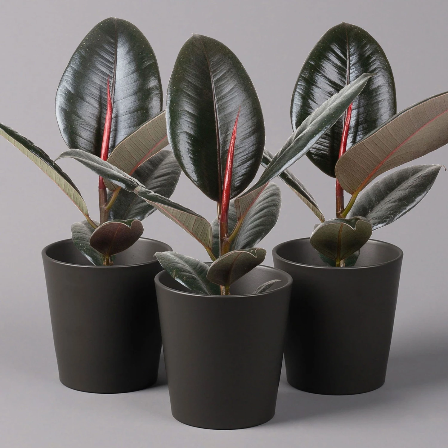 Gummibaum 'Robusta' In Topf Anthrazit, Topf-Ø 12 Cm, Höhe Ca. 40-45cm, 3er-Set 3 Gummibaum 'Robusta' In Topf Anthrazit, Topf-Ø 12 Cm, Höhe Ca. 40-45cm, 3er-Set