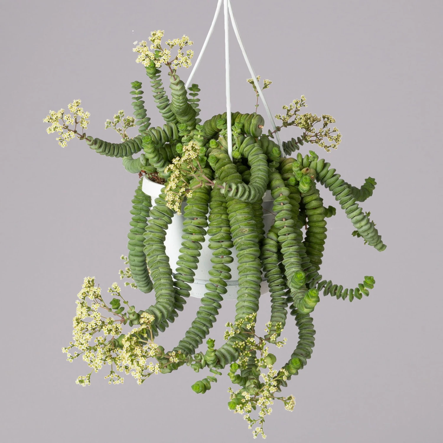 Felsen-Dickblatt 'Hottentot', In Ampeltopf, Topf-Ø 14 Cm 3 Felsen-Dickblatt 'Hottentot', In Ampeltopf, Topf-Ø 14 Cm