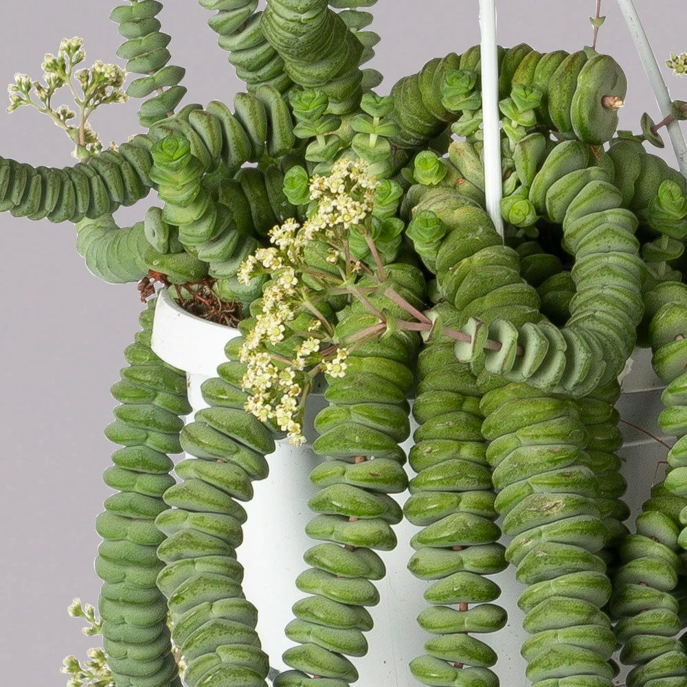 Felsen-Dickblatt 'Hottentot', In Ampeltopf, Topf-Ø 14 Cm 4 Felsen-Dickblatt 'Hottentot', In Ampeltopf, Topf-Ø 14 Cm – Bild 2