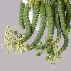 Felsen-Dickblatt 'Hottentot', In Ampeltopf, Topf-Ø 14 Cm 12 Felsen-Dickblatt 'Hottentot', In Ampeltopf, Topf-Ø 14 Cm -LECHUZA || Elho Verkaufsgeschäft 0230200325 Crassula Marnieriana Hottentot Ampel 1 4 117824