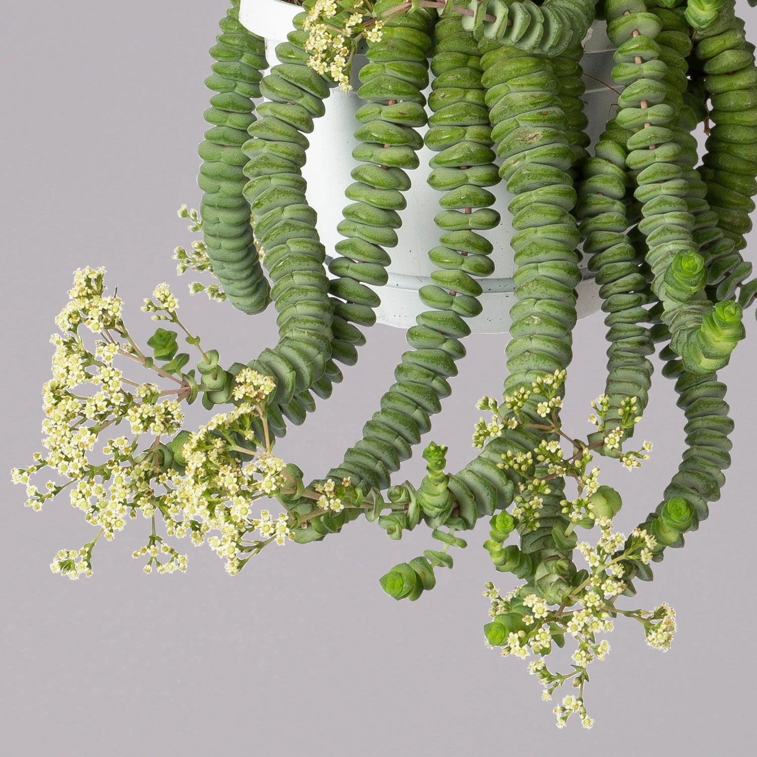 Felsen-Dickblatt 'Hottentot', In Ampeltopf, Topf-Ø 14 Cm 6 Felsen-Dickblatt 'Hottentot', In Ampeltopf, Topf-Ø 14 Cm – Bild 4