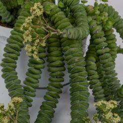 Felsen-Dickblatt 'Hottentot', In Ampeltopf, Topf-Ø 14 Cm 13 Felsen-Dickblatt 'Hottentot', In Ampeltopf, Topf-Ø 14 Cm -LECHUZA || Elho Verkaufsgeschäft 0230200325 Crassula Marnieriana Hottentot Ampel 2 117160