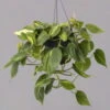 Philodendron 'Brasil', In Blumenampel, Topf-Ø 15 Cm -LECHUZA || Elho Verkaufsgeschäft 0230200655 Philodendron scandens Brasil Ampel 15cm 1 115568