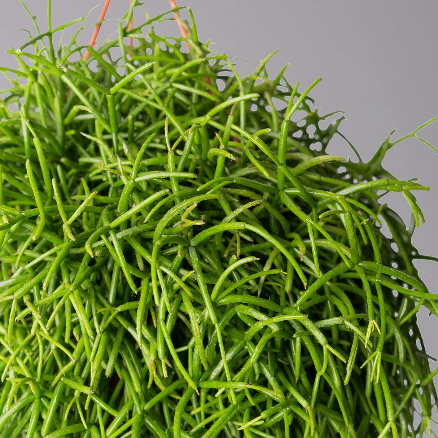 Rhipsalis Baccifera 'Oasis', In Blumenampel, Topf-Ø 14 Cm, Höhe Ca. 25 Cm 4 Rhipsalis Baccifera 'Oasis', In Blumenampel, Topf-Ø 14 Cm, Höhe Ca. 25 Cm – Bild 2