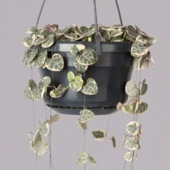 Leuchterblume 'Variegata', In Blumenampel, Topf-Ø 14 Cm, Höhe Ca. 25 Cm