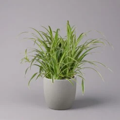 Grünlilie In Blumenampel, Topf-Ø 21 Cm -LECHUZA || Elho Verkaufsgeschäft 0230200785 Chlorophytum Comosum Variegata Ampel 2