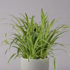 Grünlilie In Blumenampel, Topf-Ø 21 Cm -LECHUZA || Elho Verkaufsgeschäft 0230200785 Chlorophytum Comosum Variegata Ampel 3