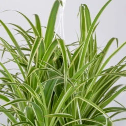 Grünlilie In Blumenampel, Topf-Ø 21 Cm -LECHUZA || Elho Verkaufsgeschäft 0230200785 Chlorophytum Comosum Variegata Ampel 4