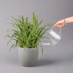 Grünlilie In Blumenampel, Topf-Ø 21 Cm -LECHUZA || Elho Verkaufsgeschäft 0230200785 Chlorophytum Comosum Variegata Ampel 5