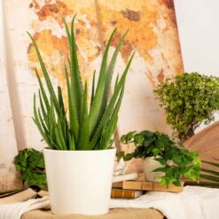 Aloe Vera, Topf-Ø 17 Cm, Höhe Ca. 55 Cm 11 Aloe Vera, Topf-Ø 17 Cm, Höhe Ca. 55 Cm -LECHUZA || Elho Verkaufsgeschäft 025010 Aloe vera1 1