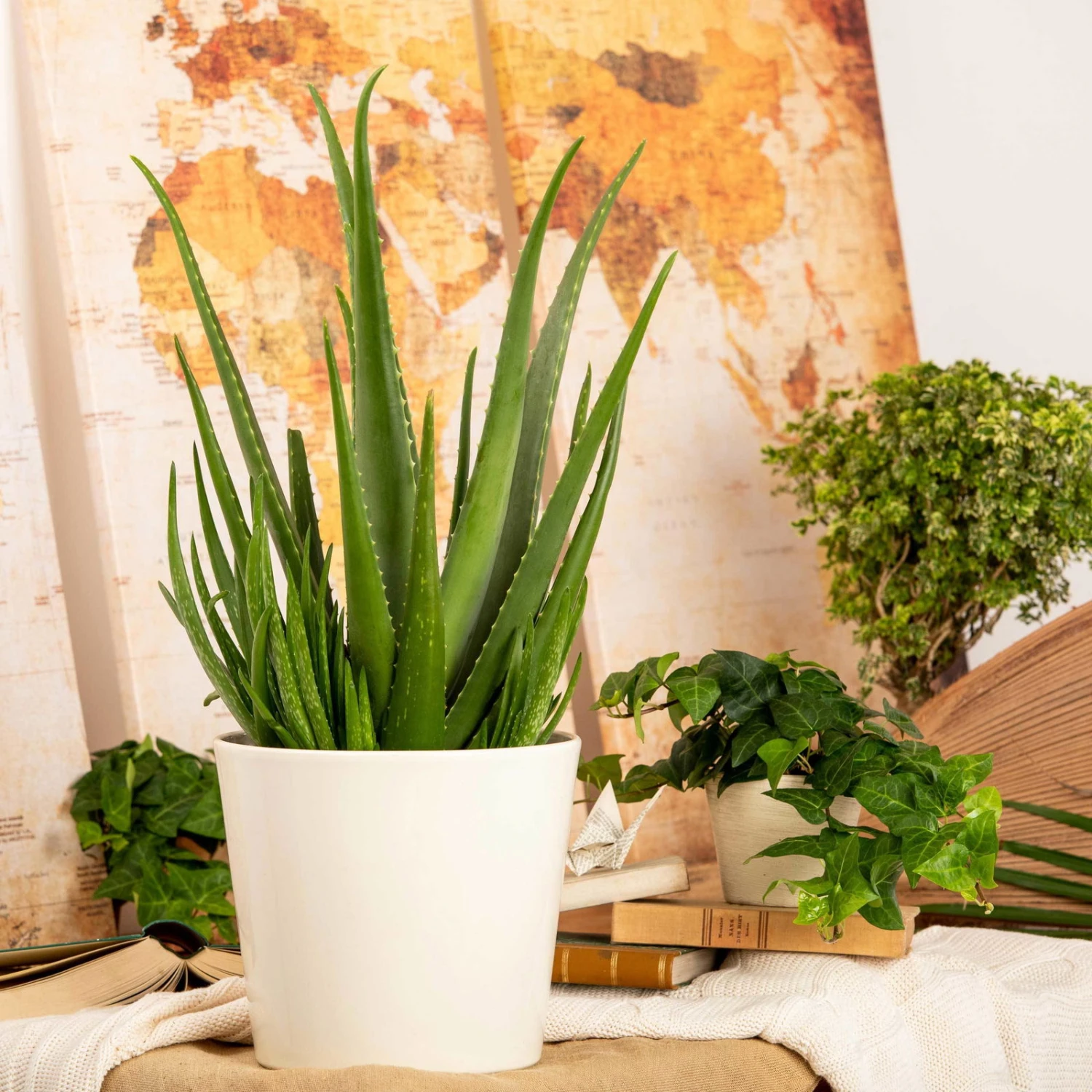 Aloe Vera, Topf-Ø 17 Cm, Höhe Ca. 55 Cm 6 Aloe Vera, Topf-Ø 17 Cm, Höhe Ca. 55 Cm – Bild 4