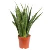 Bogenhanf, Topf-Ø 14 Cm, Höhe Ca. 50 Cm -LECHUZA || Elho Verkaufsgeschäft 0250101933 Sansevieria Kirkii 14 cm Topf Hoehe 50 cm 1 118838