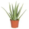 Aloe Vera, Topf-Ø 25 Cm, Höhe Ca. 55 Cm 1 Aloe Vera, Topf-Ø 25 Cm, Höhe Ca. 55 Cm -LECHUZA || Elho Verkaufsgeschäft 0250102044 Aloe vera