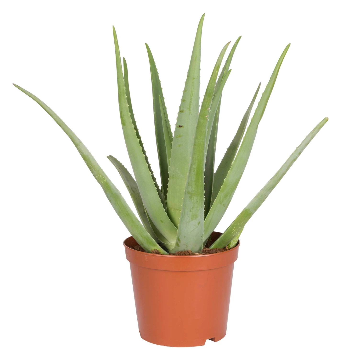 Aloe Vera, Topf-Ø 25 Cm, Höhe Ca. 55 Cm 3 Aloe Vera, Topf-Ø 25 Cm, Höhe Ca. 55 Cm