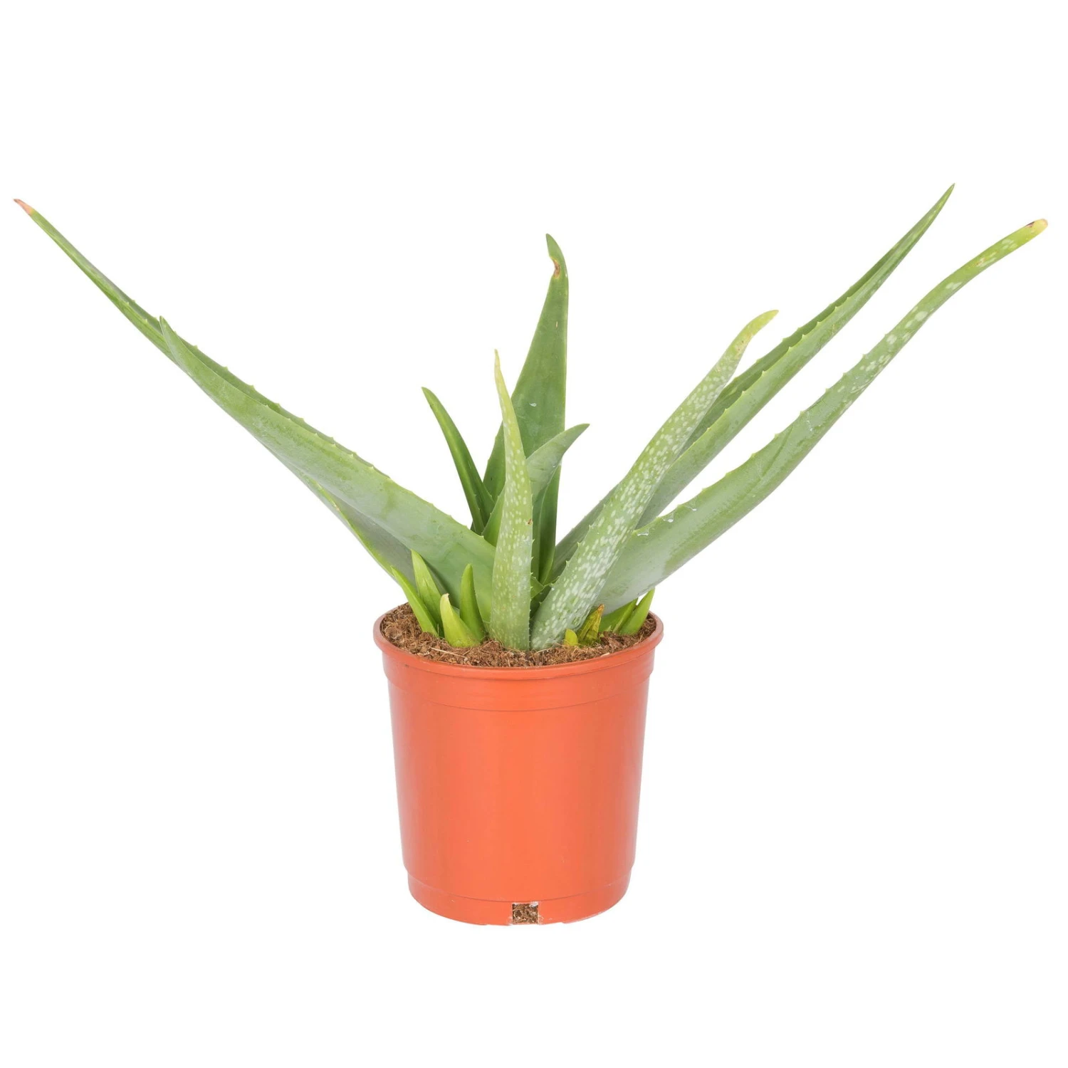 Aloe Vera, Topf-Ø 17 Cm, Höhe Ca. 55 Cm 3 Aloe Vera, Topf-Ø 17 Cm, Höhe Ca. 55 Cm
