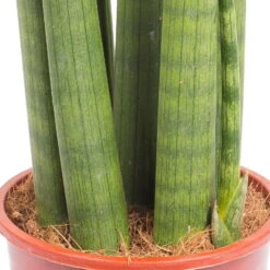 Bogenhanf 'Straight', Topf-Ø 14 Cm, Höhe Ca. 50 Cm -LECHUZA || Elho Verkaufsgeschäft 0250200242 Sansevieria Cylindrica Straight 14cm T H 50cm 1