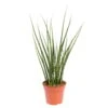 Bogenhanf, 'Fernwood Mikado', Topf-Ø 14 Cm, Höhe Ca. 60 Cm -LECHUZA || Elho Verkaufsgeschäft 0250200437 Sansevieria Fernwood Mikado 14cm T H 60cm 58586