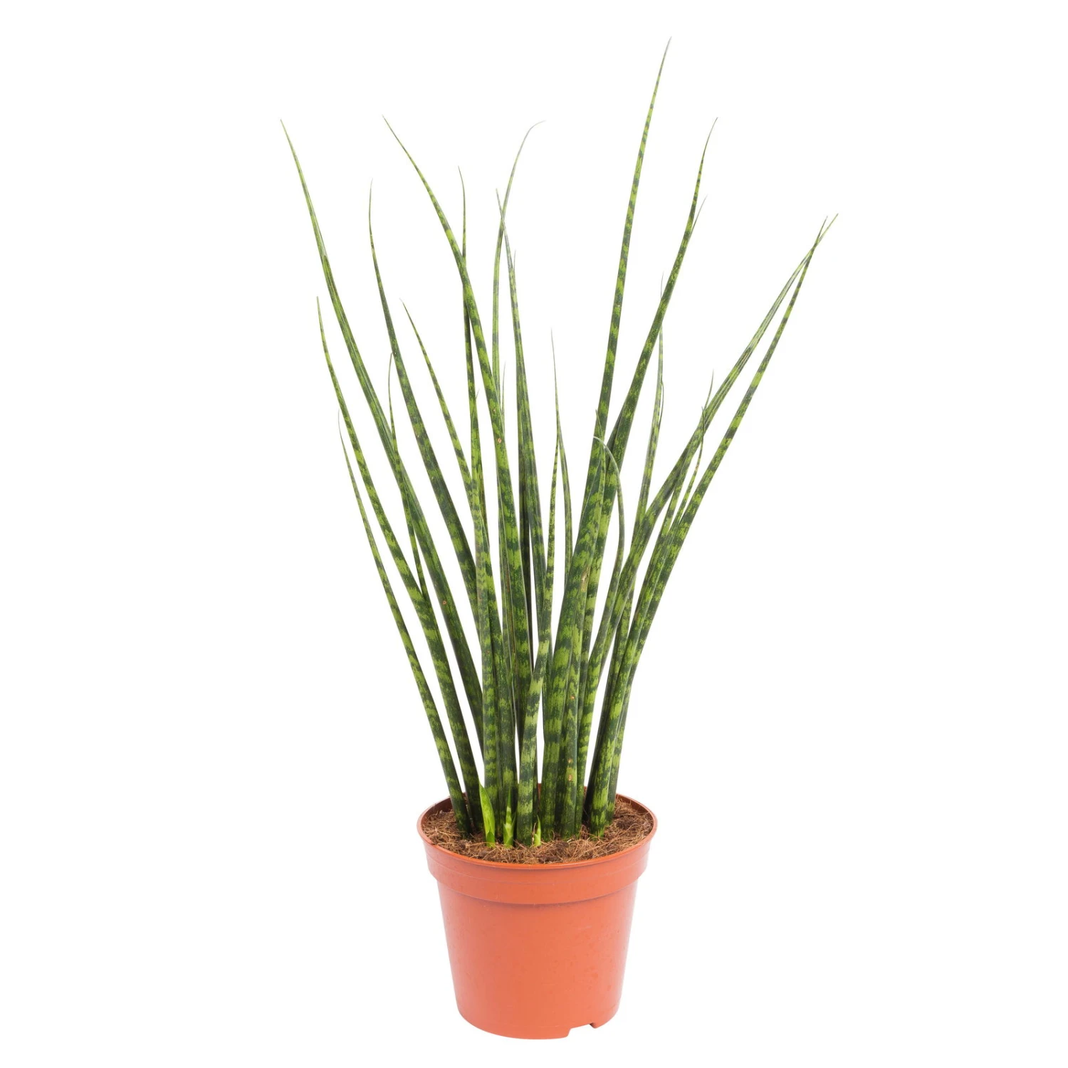 Bogenhanf, 'Fernwood Mikado', Topf-Ø 14 Cm, Höhe Ca. 60 Cm 3 Bogenhanf, 'Fernwood Mikado', Topf-Ø 14 Cm, Höhe Ca. 60 Cm