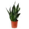 Bogenhanf 'Silver Flame', Topf-Ø 21 Cm, Höhe Ca. 60 Cm -LECHUZA || Elho Verkaufsgeschäft 0250200567 Sansevieria Silver Flame 21cm T H60cm