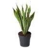 Bogenhanf, Topf-Ø 19 Cm, Höhe Ca. 60 Cm 2 Bogenhanf, Topf-Ø 19 Cm, Höhe Ca. 60 Cm -LECHUZA || Elho Verkaufsgeschäft 0250200658 Sansevieria trif Laurentii 19
