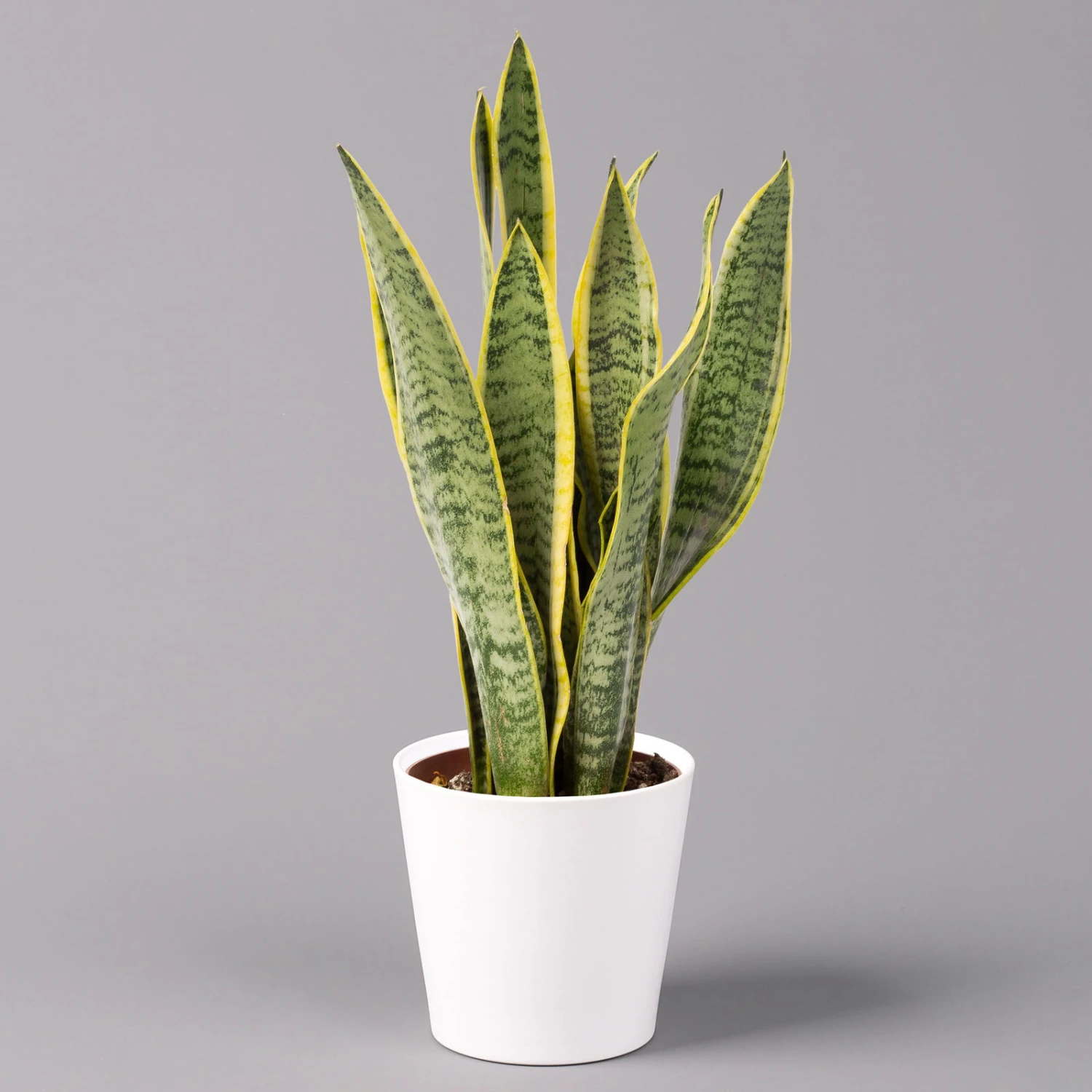 Bogenhanf In Keramiktopf Dallas Weiß, Topf-Ø 12 Cm, Höhe Ca. 35-45cm, 2er-Set 4 Bogenhanf In Keramiktopf Dallas Weiß, Topf-Ø 12 Cm, Höhe Ca. 35-45cm, 2er-Set – Bild 2