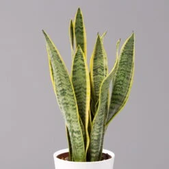 Bogenhanf In Keramiktopf Dallas Weiß, Topf-Ø 12 Cm, Höhe Ca. 35-45cm, 2er-Set 12 Bogenhanf In Keramiktopf Dallas Weiß, Topf-Ø 12 Cm, Höhe Ca. 35-45cm, 2er-Set -LECHUZA || Elho Verkaufsgeschäft 0250200713 Sansev Laurentii Dallas weiss 2