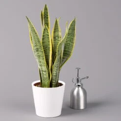 Bogenhanf In Keramiktopf Dallas Weiß, Topf-Ø 12 Cm, Höhe Ca. 35-45cm, 2er-Set 13 Bogenhanf In Keramiktopf Dallas Weiß, Topf-Ø 12 Cm, Höhe Ca. 35-45cm, 2er-Set -LECHUZA || Elho Verkaufsgeschäft 0250200713 Sansev Laurentii Dallas weiss 3