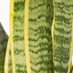 Bogenhanf In Keramiktopf Dallas Weiß, Topf-Ø 12 Cm, Höhe Ca. 35-45cm, 2er-Set 14 Bogenhanf In Keramiktopf Dallas Weiß, Topf-Ø 12 Cm, Höhe Ca. 35-45cm, 2er-Set -LECHUZA || Elho Verkaufsgeschäft 0250200713 Sansev Laurentii Dallas weiss 4