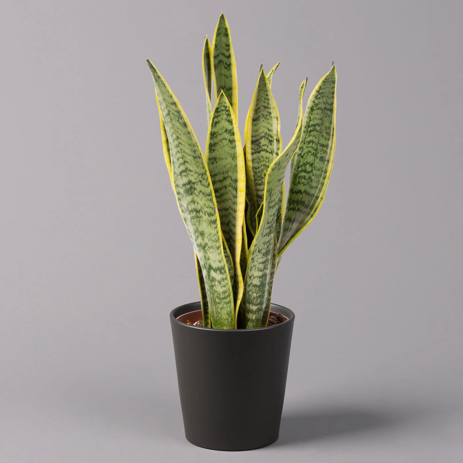 Bogenhanf In Keramiktopf Anthrazit, Topf-Ø 12 Cm, Höhe Ca. 35-45 Cm, 3er-Set 4 Bogenhanf In Keramiktopf Anthrazit, Topf-Ø 12 Cm, Höhe Ca. 35-45 Cm, 3er-Set – Bild 2