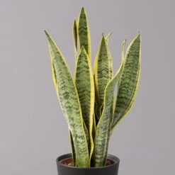 Bogenhanf In Keramiktopf Anthrazit, Topf-Ø 12 Cm, Höhe Ca. 35-45 Cm, 3er-Set 12 Bogenhanf In Keramiktopf Anthrazit, Topf-Ø 12 Cm, Höhe Ca. 35-45 Cm, 3er-Set -LECHUZA || Elho Verkaufsgeschäft 0250200718 Sansev Laurentii Dallas anthrazit 2